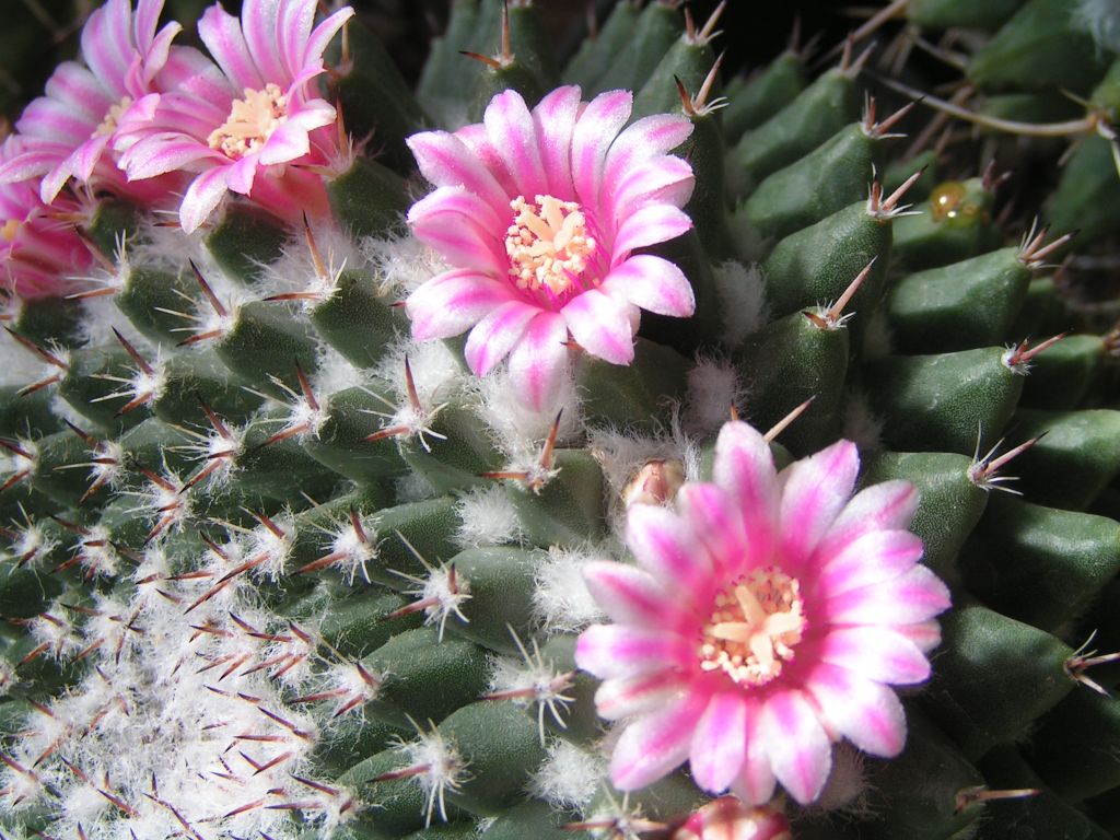 Mammillaria macdougalii